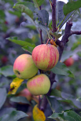 apples on tree