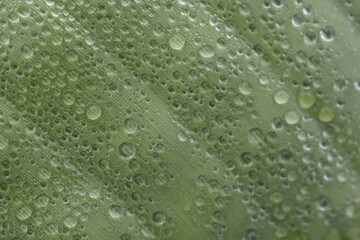 Plakat Dew drops from the mist perched on the lower surface of green banana leaves