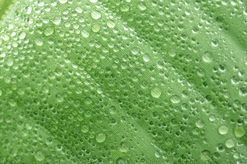 Fototapeta na wymiar Dew drops from the mist perched on the lower surface of green banana leaves