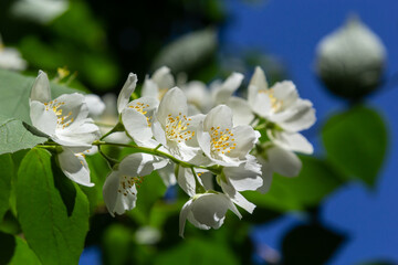 Close-up shot of bowl-shaped white flowers with prominent yellow stamens of the Sweet mock orange or English dogwood. Philadelphus coronarius in sunlight with blue sky background in summer