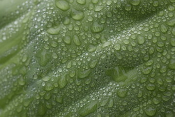 Dew drops from the mist perched on the lower surface of green banana leaves