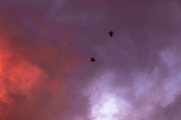 Dramatic pink and purple cloudy sky with birds flying background