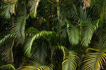 Close-up photo of Cycad Plant Leaves.