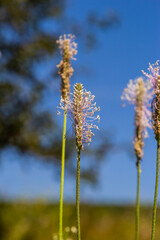 Hoary Plantain - Plantago media Open and closed flower spikes