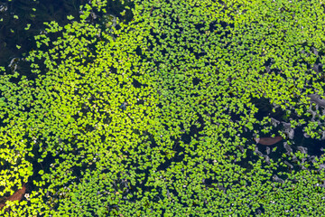 Common Duckweed, Duckweed, Lesser Duckweed, Natural Green Duckweed Lemna perpusilla Torrey on The water for background or texture. close up Green leaf aquatic plant on a water background