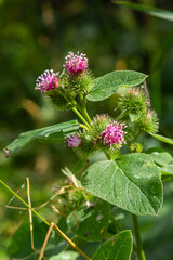 Pink flowers of prickles of a burdock. Medicinal plant. Herbal. Weed growing everywhere. Blossoming burdocks