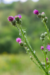 A flowering bush of pink sows Cirsium arvense in a natural environment, among wild flowers. Creeping Thistle Cirsium arvense blooming in summer. Violet flowers on meadow, focus on flower in front