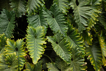 Philodendron Verrucosum foliage growing in wild