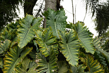 Philodendron Verrucosum foliage growing in wild