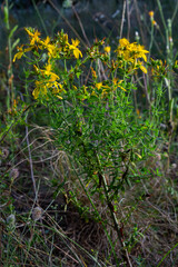 Hypericum flowers Hypericum perforatum or St Johns wort on the meadow , selective focus on some flowers