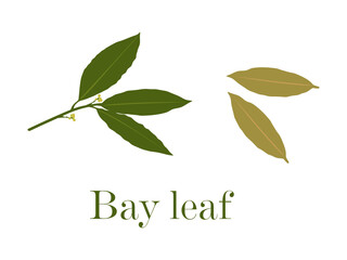 Bay leaf in flat style. Bay leaves isolated on white background. Vector illustration 