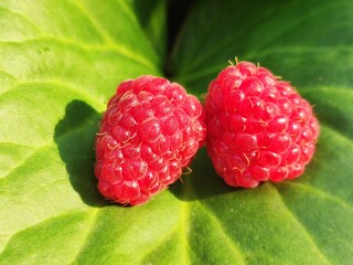  Delicious juicy homemade raspberries on a green leaf
