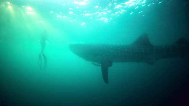 Slow Motion Shot Of Female Snorkeler Watching Whale Sharks And Pups Swimming Together In Sea - Lombok, Indonesia