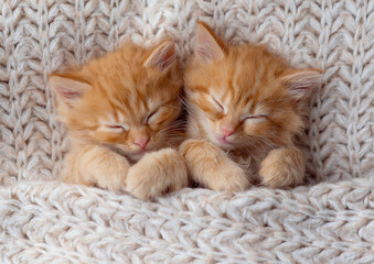 Fototapeta na wymiar Two small striped ginger domestic kittens sleeping hugging each other at home lying on bed grey blanket funny pose. cute adorable pets cats
