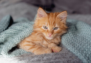 Fototapeta na wymiar cute little ginger kitten on grey background