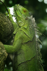 Iguanas are a genus of lizards that live in the tropics of Central America, South America and the Caribbean islands. These lizards were first described by an Austrian zoologist ,macro wallpaper
