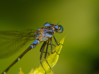 Damselfly closeup