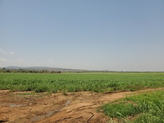 Fototapeta premium field of wheat