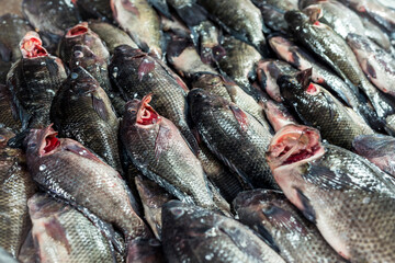 Rows of Fresh Tilapia for sale at fish section of the supermarket or marketplace.