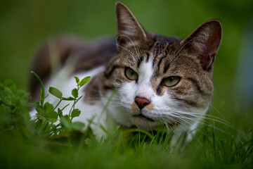 cat on green grass