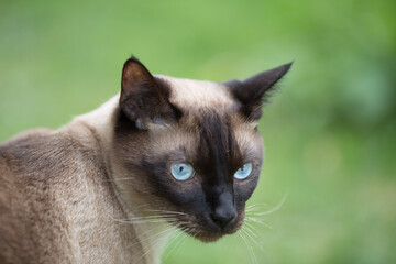 portrait of a cat