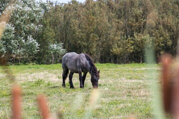 two horses in a field