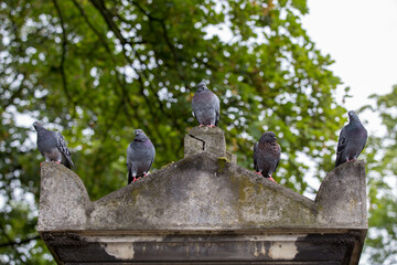 pigeons on the roof