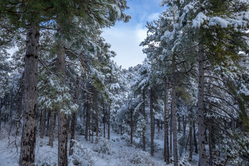 Idyllic landscape of a snowy coniferous forest in winter with tall slender trees in an environment full of calm and peace