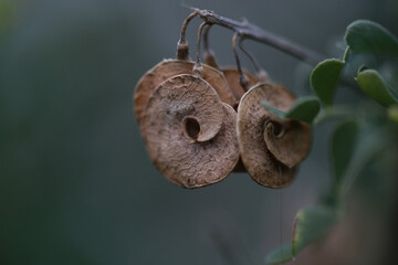 macro image of plants