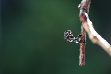 water drop on a branch