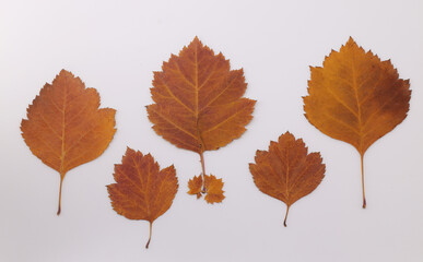 Dry orange viburnum leaves on isolated background