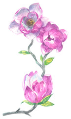 Pink magnolia, branch with some flowers and buds