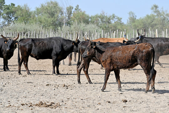 Camargue bulls on the loose