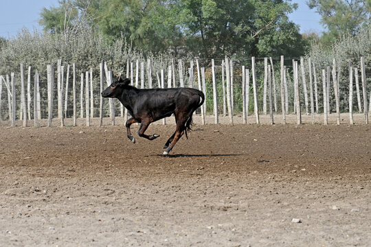 Camargue bull on the loose