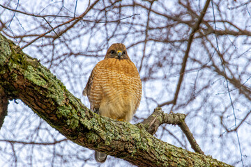 Hawk on Branch