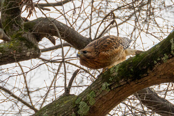 Hawk taking off