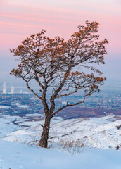lonely tree at sunset, winter day, pink sky, winter landscape