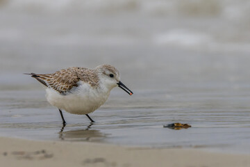 Dunlin feeding the shoreline