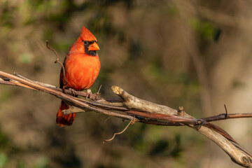 MAle Northern Cardinal Perched on Vine