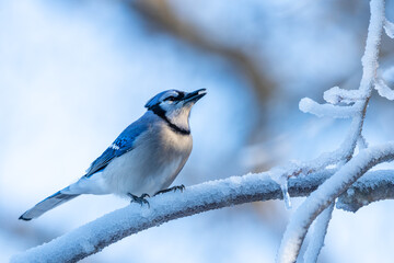 blue jay on a branch with snow