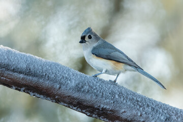 TUftyed titmouse perched on snow-covered branch