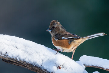 Female Eastern Towee Perched on Snow-Covered Tree Branch