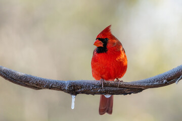 Male Northern Cardinal Perched on Tree Branch