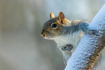 Squirrel in the snow