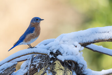Bluebird in the snow