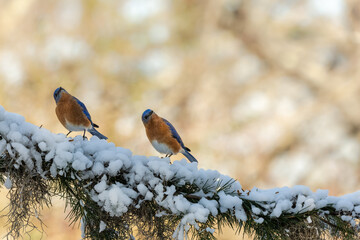 Pair of Bluebirds perched on snow
