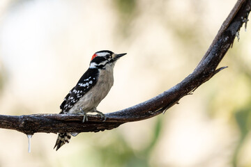 Downy Woodpecker perched on vine