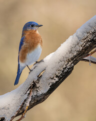 Closeup of Bluebird in snow