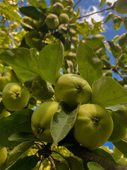 apples on tree