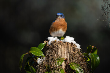BLuebird in snow 